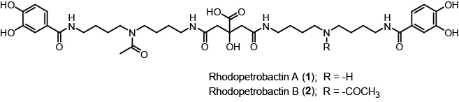 Structure of Rhodopetrobactins